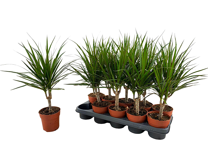 Драцена Marginata 1 ств. 12.0 (45cm )