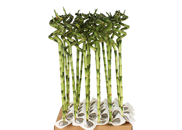 Драцена-бамбук Lucky Bamboo 5.0