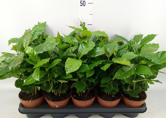 Кофе Arabica 12.0