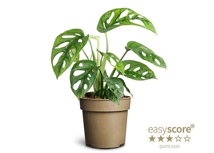Монстера Monkey Leaf 11.0
