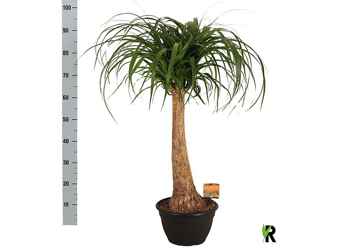Нолина Beaucarnea Recur 24.0