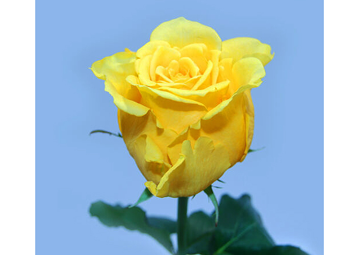 Armine