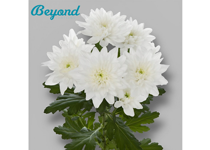 Beyond