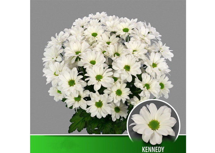 Kennedy