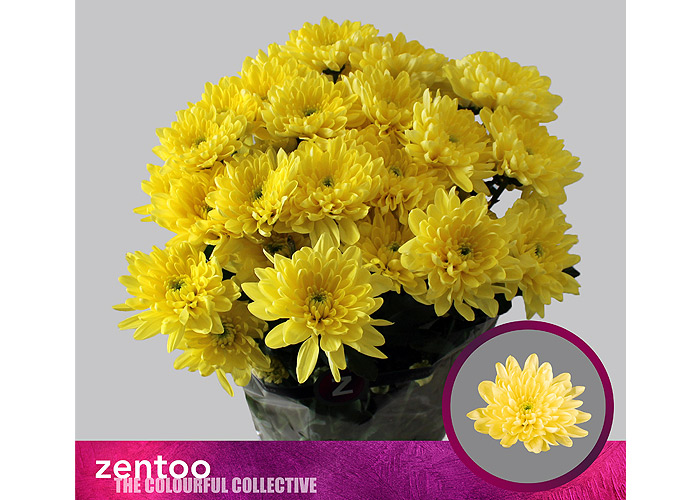 Baltica yellow