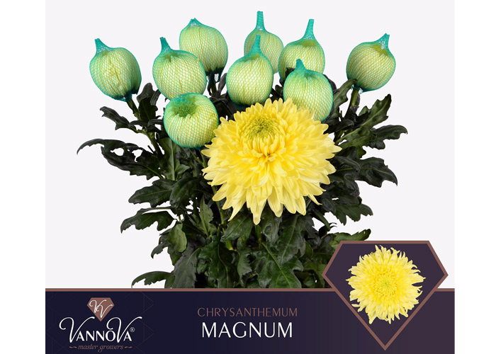 Magnum Yellow